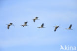 Kraanvogel (Grus grus)