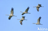 Kraanvogel (Grus grus)