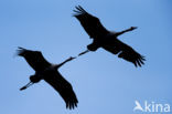 Common Crane (Grus grus)