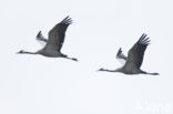 Common Crane (Grus grus)