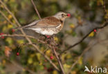 Kramsvogel (Turdus pilaris)