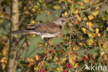 Kramsvogel (Turdus pilaris)