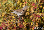 Kramsvogel (Turdus pilaris)