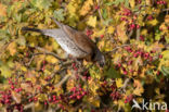 Kramsvogel (Turdus pilaris)