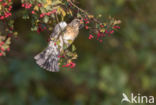 Kramsvogel (Turdus pilaris)