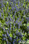 Kruipend zenegroen (Ajuga reptans)