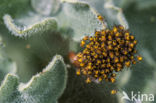 European Garden Spider (Araneus diadematus)