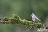 Kuifmees (Parus cristatus)