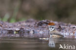 Kuifmees (Parus cristatus)