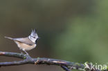 Kuifmees (Parus cristatus)