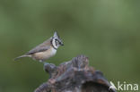 Kuifmees (Parus cristatus)