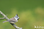 Kuifmees (Parus cristatus)