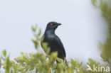 Black-bellied Glossy-Starling (Lamprotornis corruscus)