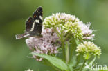 Landkaartje (Araschnia levana)