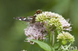 Landkaartje (Araschnia levana)