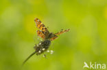 Map Butterfly (Araschnia levana)