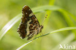 Map Butterfly (Araschnia levana)