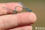 Blue-tailed Damselfly (Ischnura elegans)