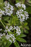 Woodruff (Galium odoratum)