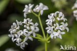 Woodruff (Galium odoratum)