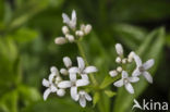 Woodruff (Galium odoratum)