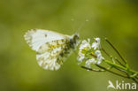 Garlic Mustard