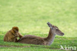 Barbary ape