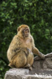 Barbary ape