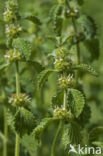 White Horehound (Marrubium vulgare)
