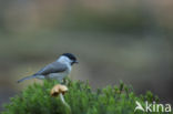 Willow Tit (Parus montanus)