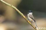 Willow Tit (Parus montanus)