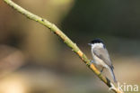 Matkop (Parus montanus)