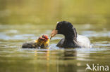 Meerkoet (Fulica atra)