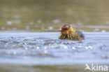 Common Coot (Fulica atra)