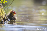 Common Coot (Fulica atra)