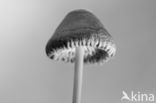 milking bonnet (Mycena galopus)