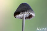 Melksteelmycena (Mycena galopus)