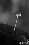 Melksteelmycena (Mycena galopus)