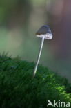 Melksteelmycena (Mycena galopus)