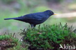 Merel (Turdus merula)