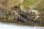 Merel (Turdus merula)