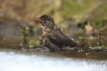 Eurasian Blackbird (Turdus merula)