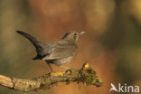 Eurasian Blackbird (Turdus merula)