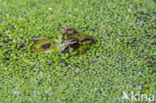 Middelste groene kikker (Rana klepton esculenta
