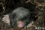 Mole (Talpa europaea)