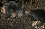 Mole (Talpa europaea)