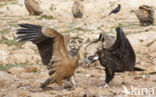 Cinereous Vulture