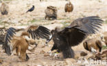 Monniksgier (Aegypius monachus)
