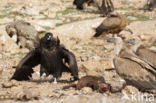 Cinereous Vulture