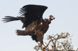 Cinereous Vulture